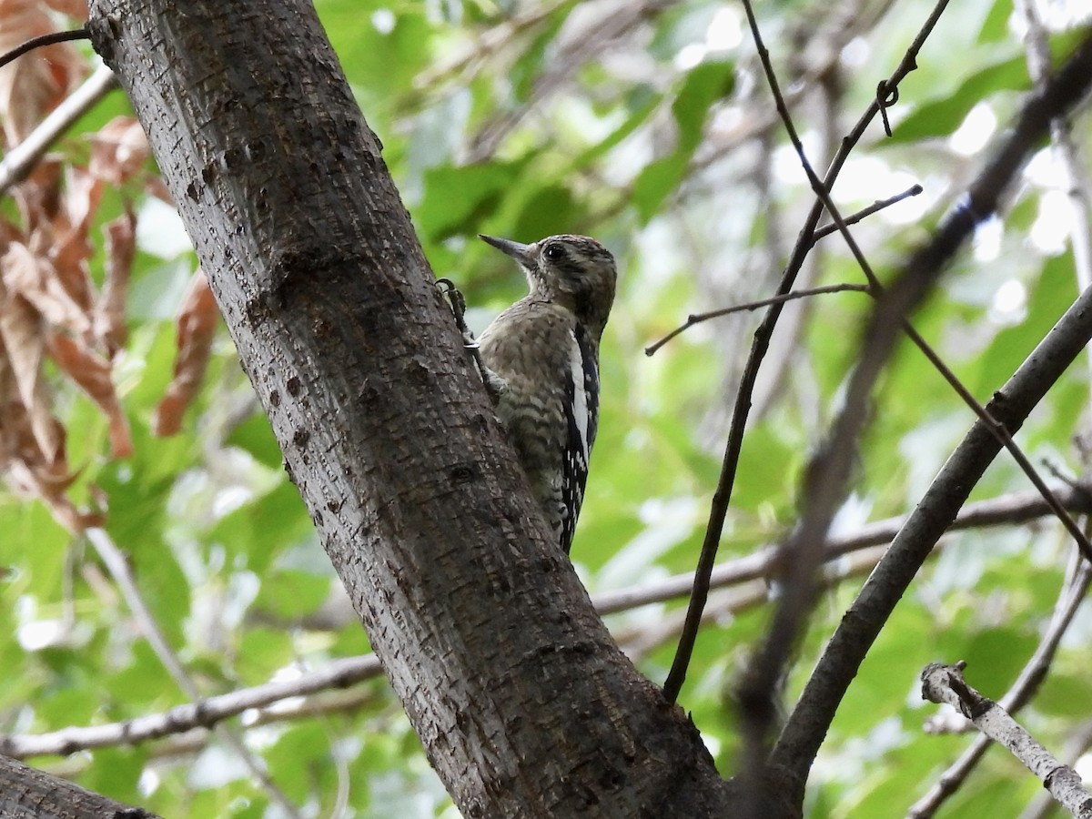 Yellow-bellied Sapsucker - ML487398711