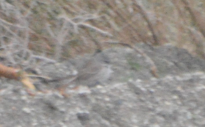 Sagebrush/Bell's Sparrow (Sage Sparrow) - ML48739921