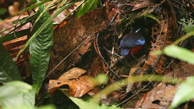 Black-crowned Pitta - ML487400