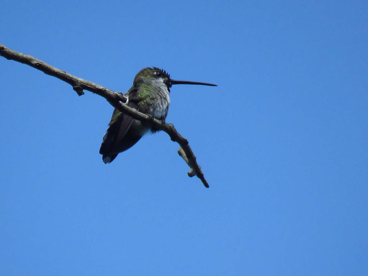 Long-billed Starthroat - ML487400051