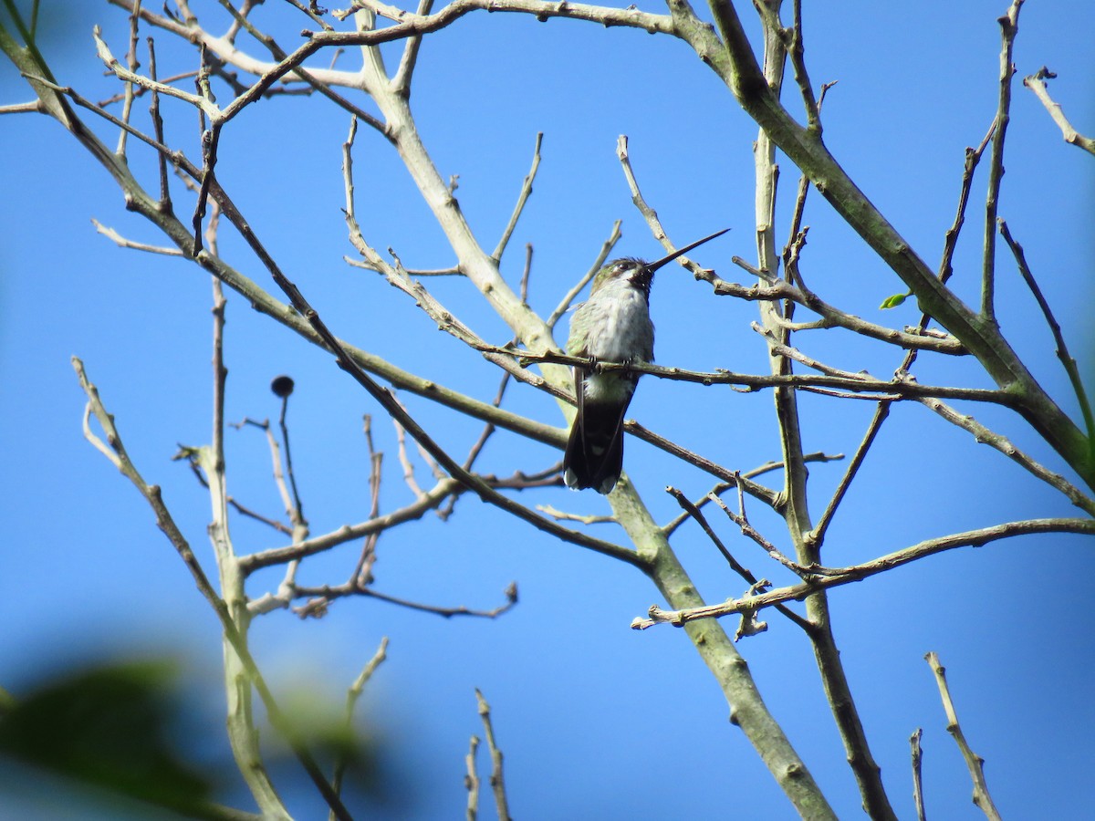 Long-billed Starthroat - ML487400061