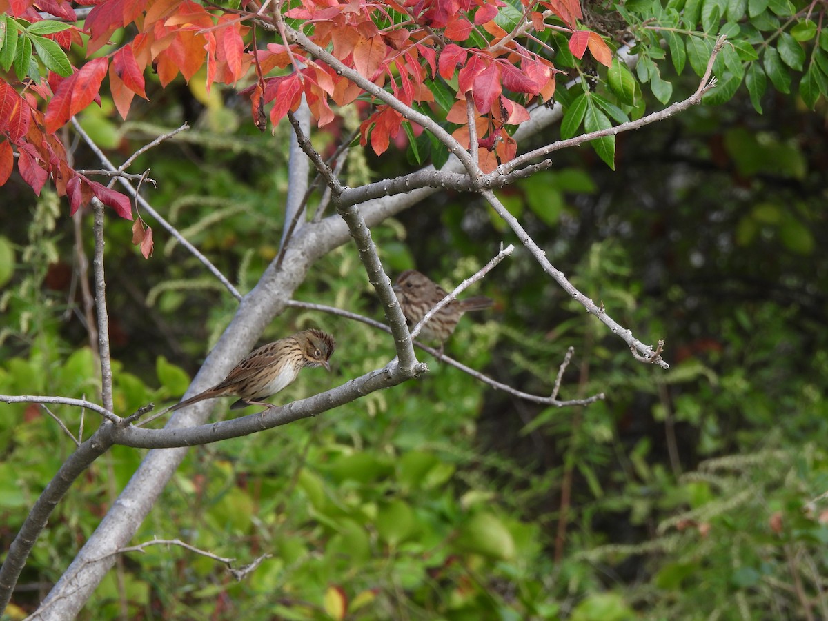 Lincoln's Sparrow - E Foote