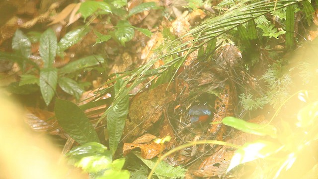 Black-crowned Pitta - ML487401