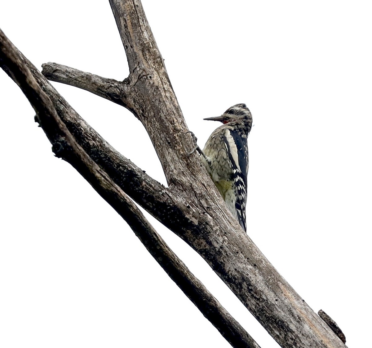 Pic maculé - ML487401321