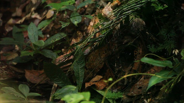 Black-crowned Pitta - ML487402