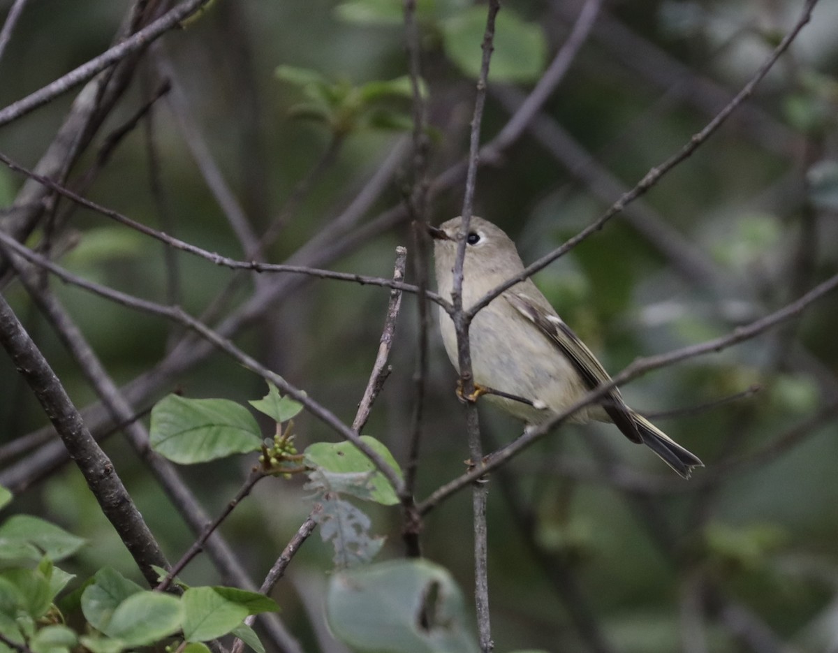 Ruby-crowned Kinglet - ML487402221