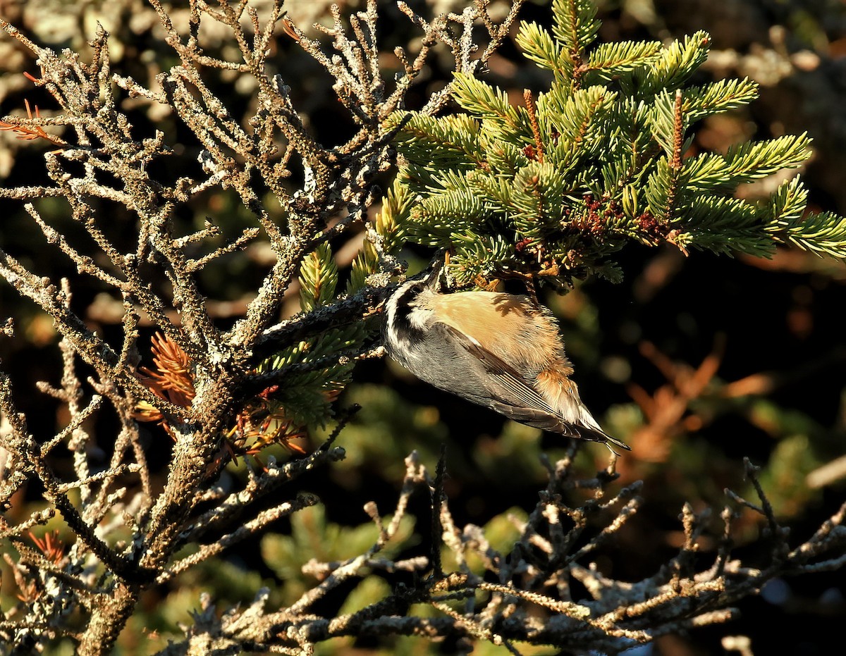 Red-breasted Nuthatch - ML487402471