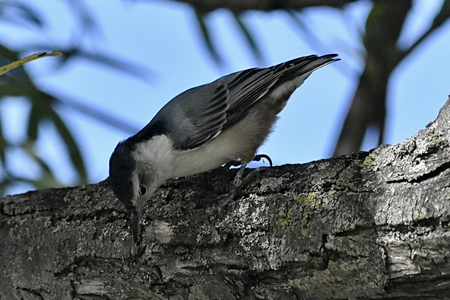 White-breasted Nuthatch - ML487402641