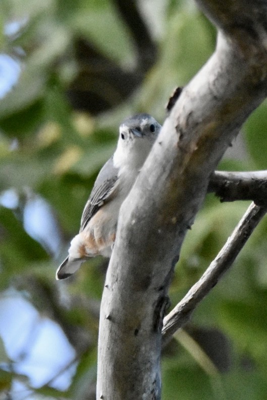 White-breasted Nuthatch - ML487402651
