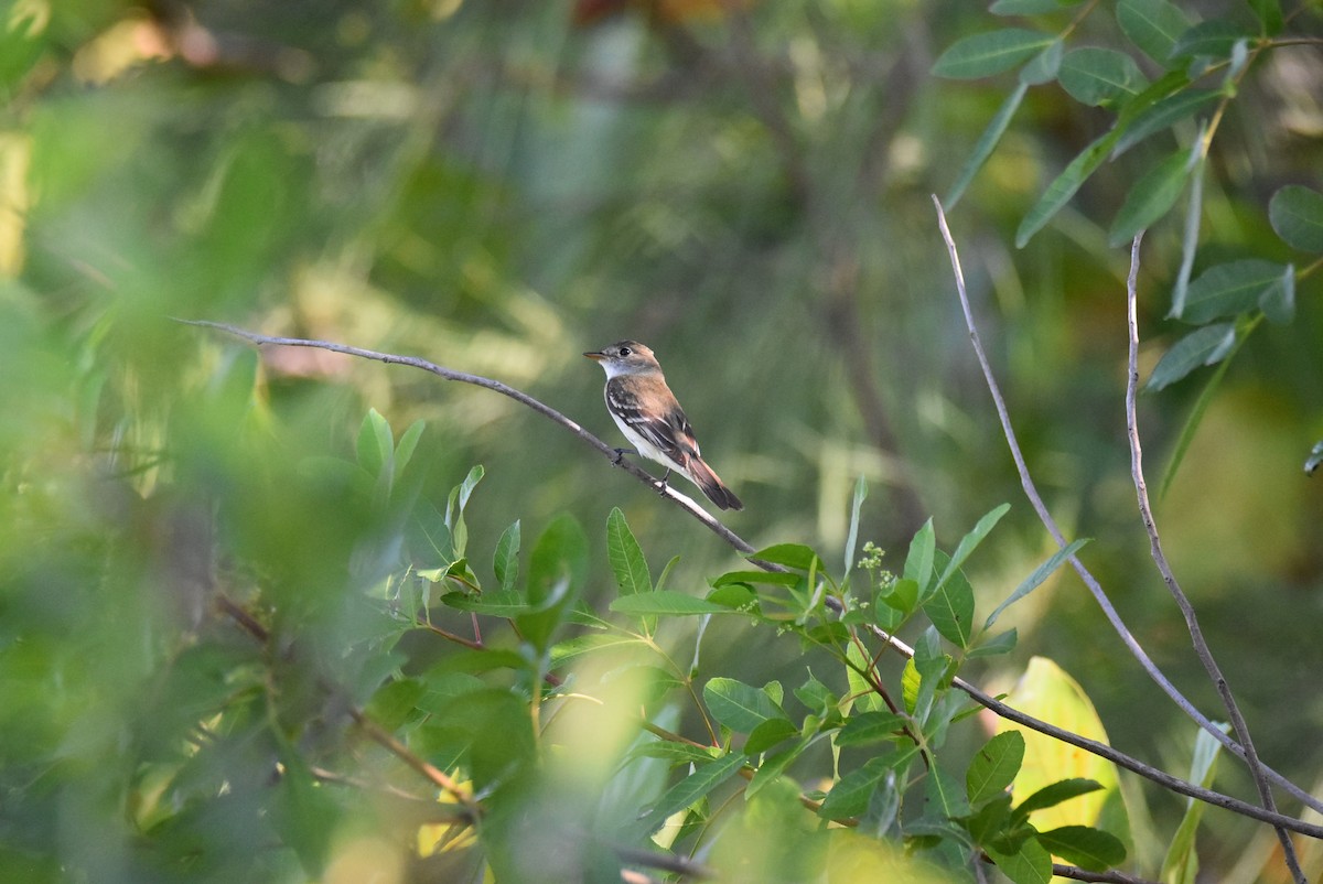 Alder Flycatcher - Alberto Hernandez