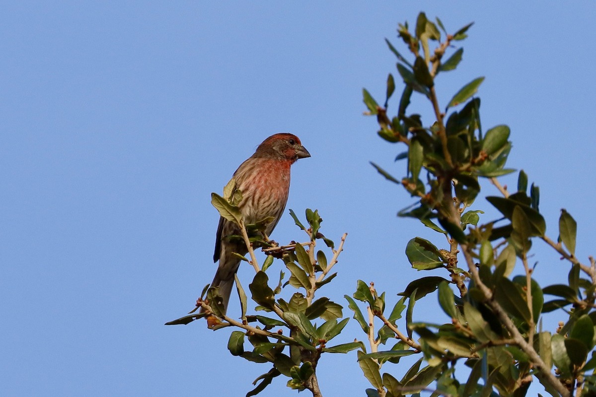 House Sparrow - ML487402721