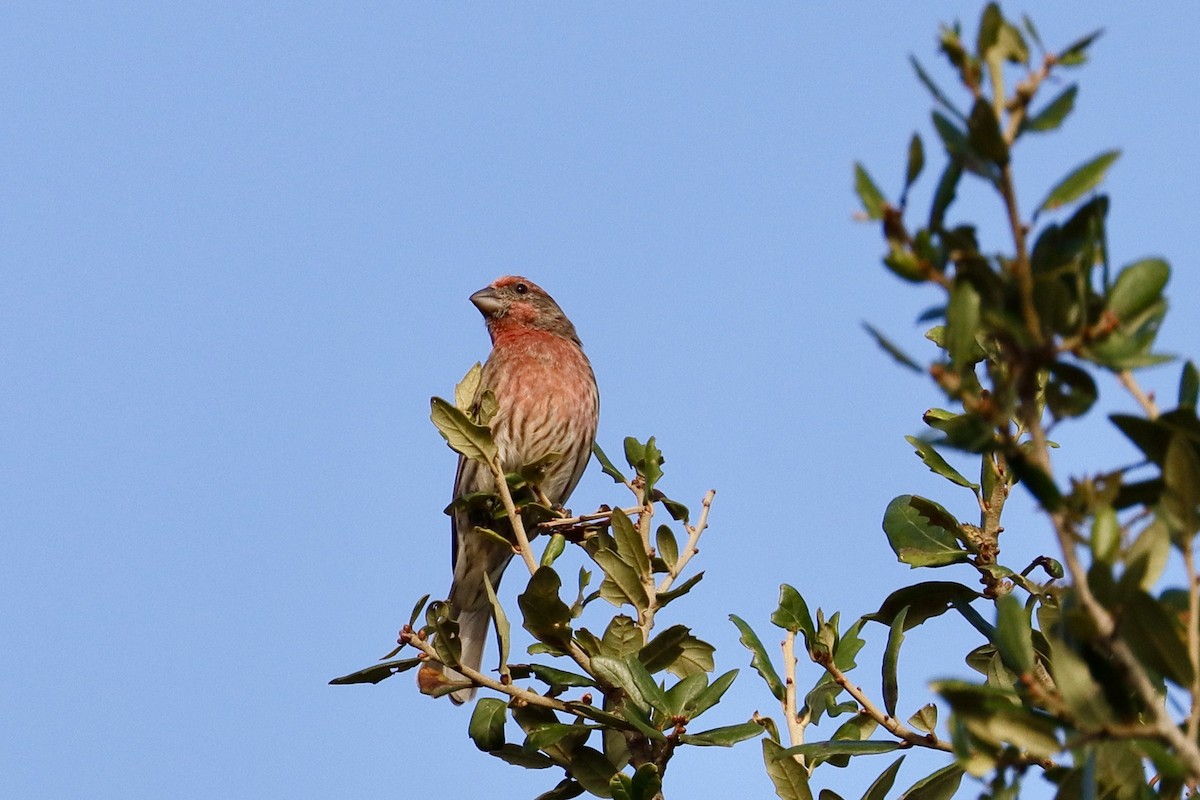 House Sparrow - ML487402731