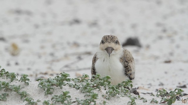 Black Skimmer (niger) - ML487403