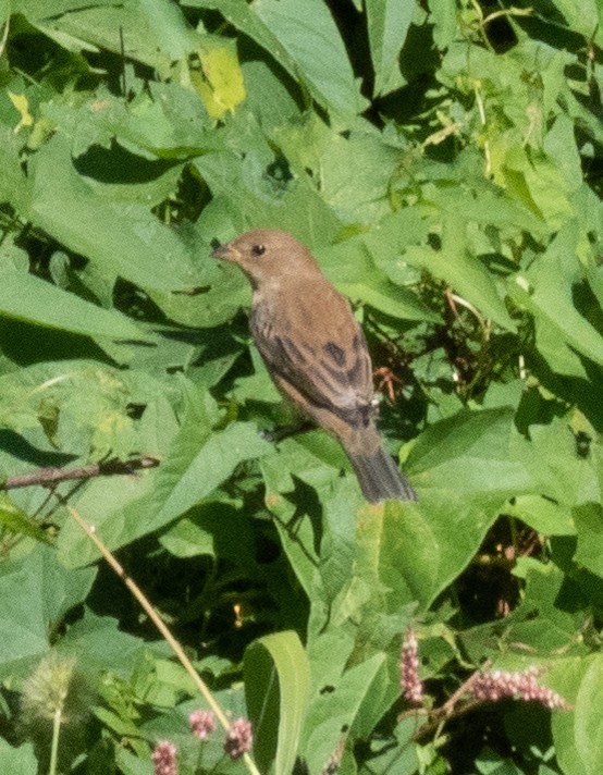 Blue Grosbeak - Ryan McGrady