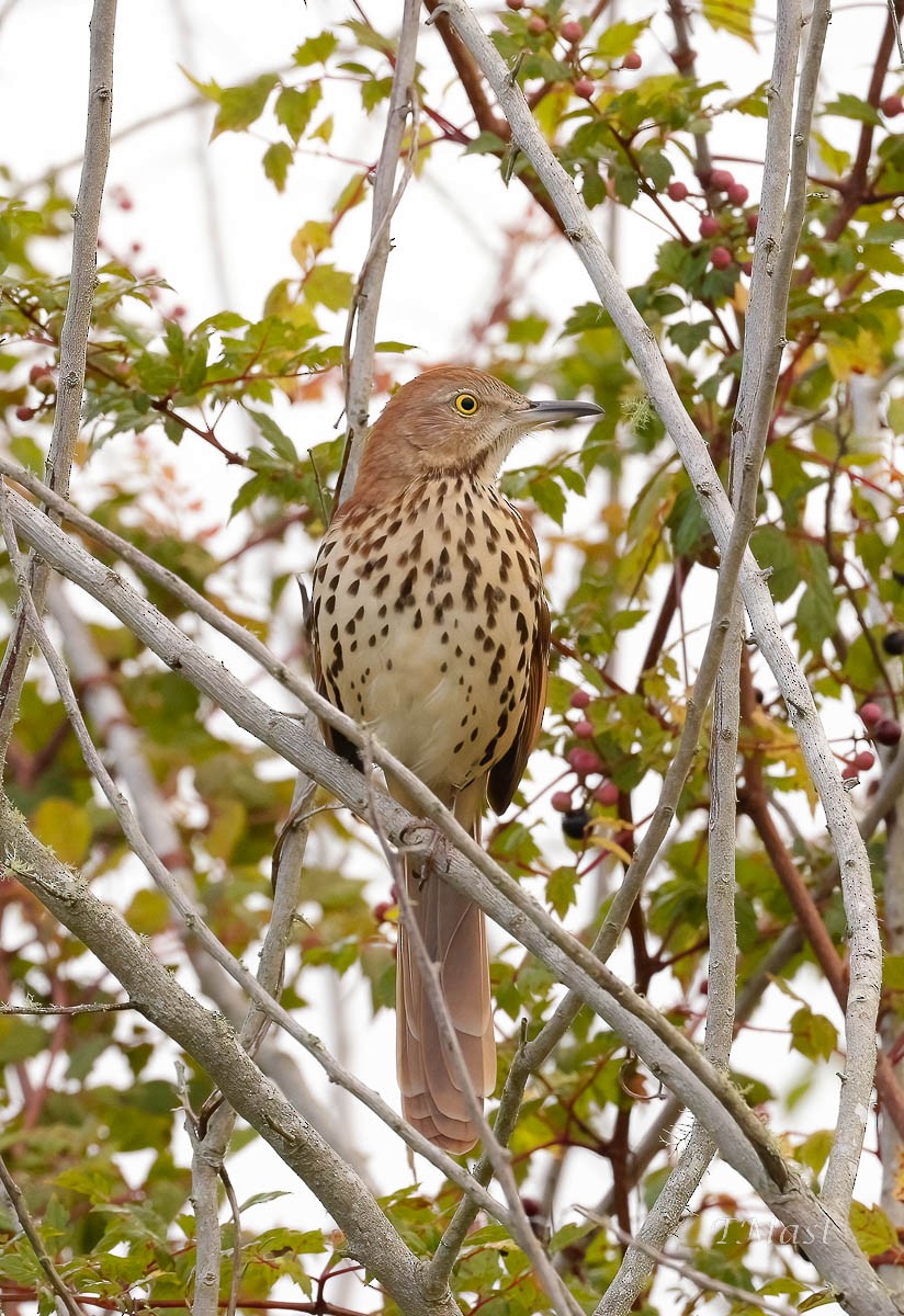 Brown Thrasher - ML487403201