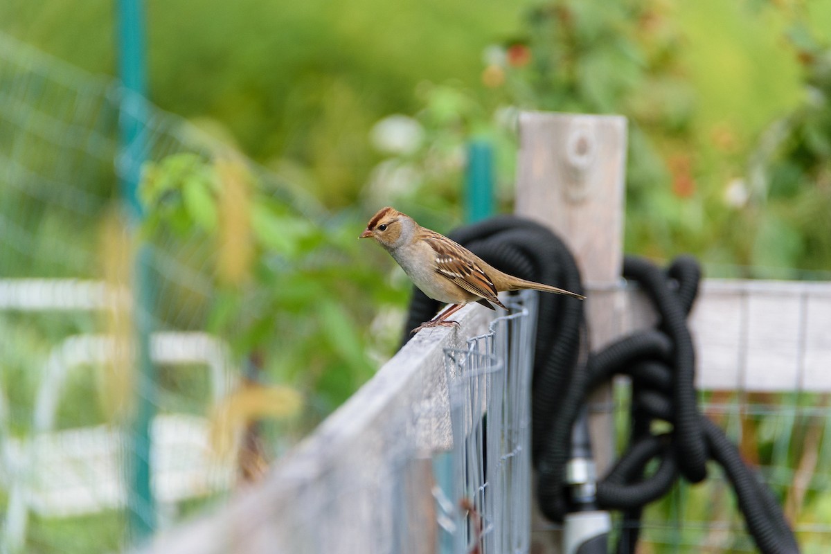 White-crowned Sparrow - ML487403251