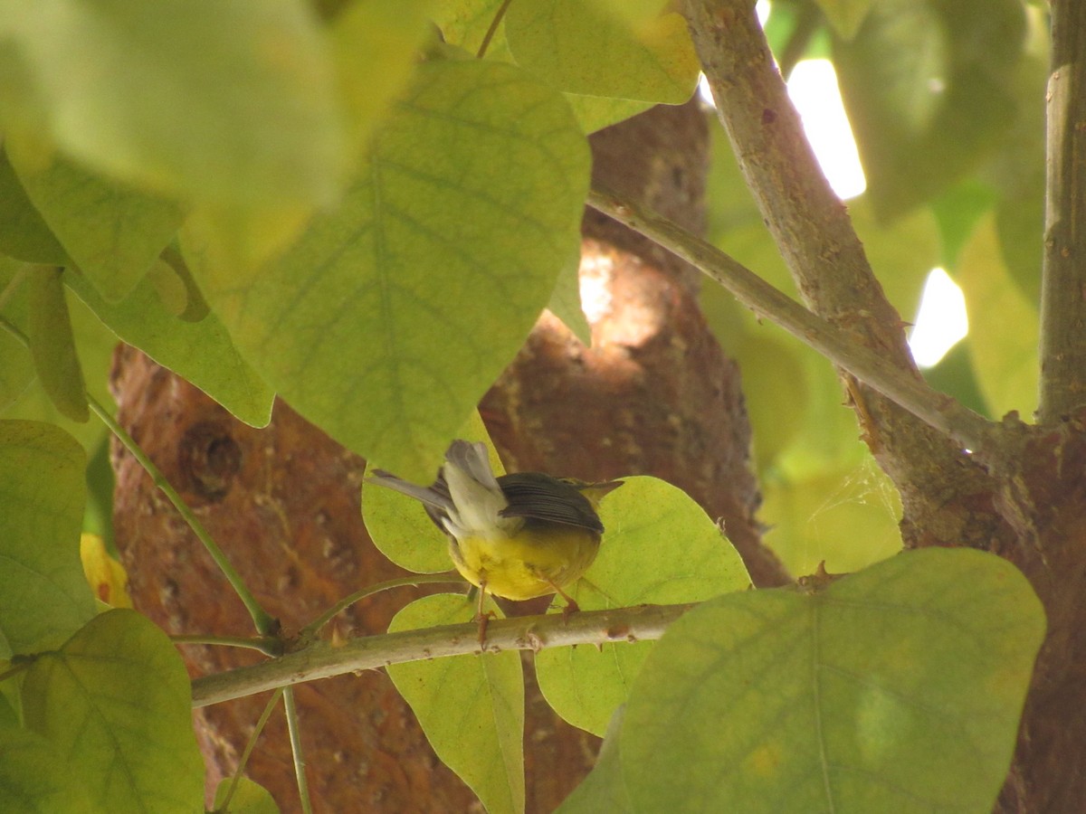 Canada Warbler - ML487403711