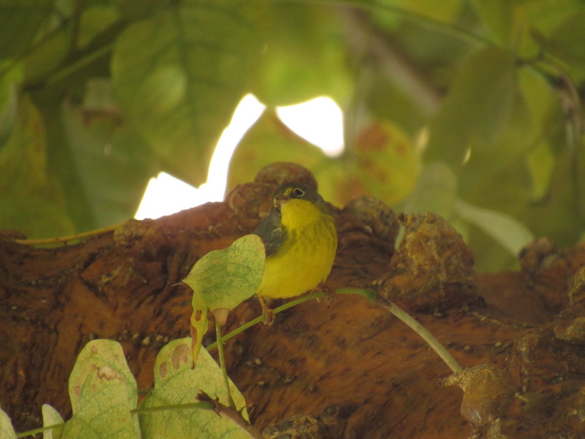 Canada Warbler - ML487403721