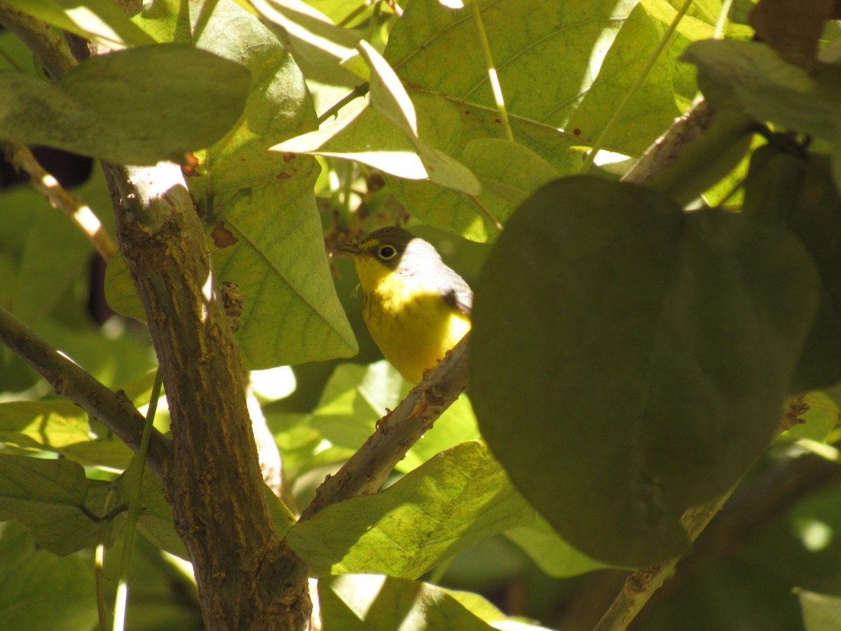 Canada Warbler - ML487403761