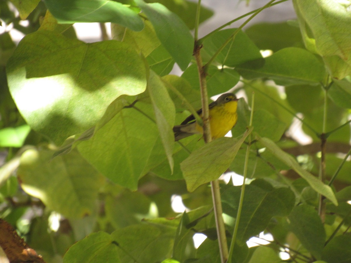 Canada Warbler - ML487403781