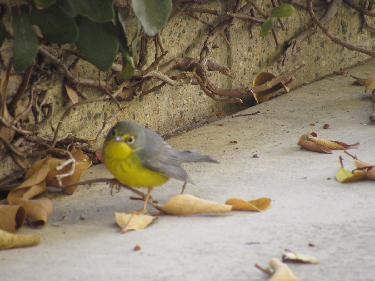 Canada Warbler - ML487403791