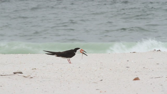 Black Skimmer (niger) - ML487404