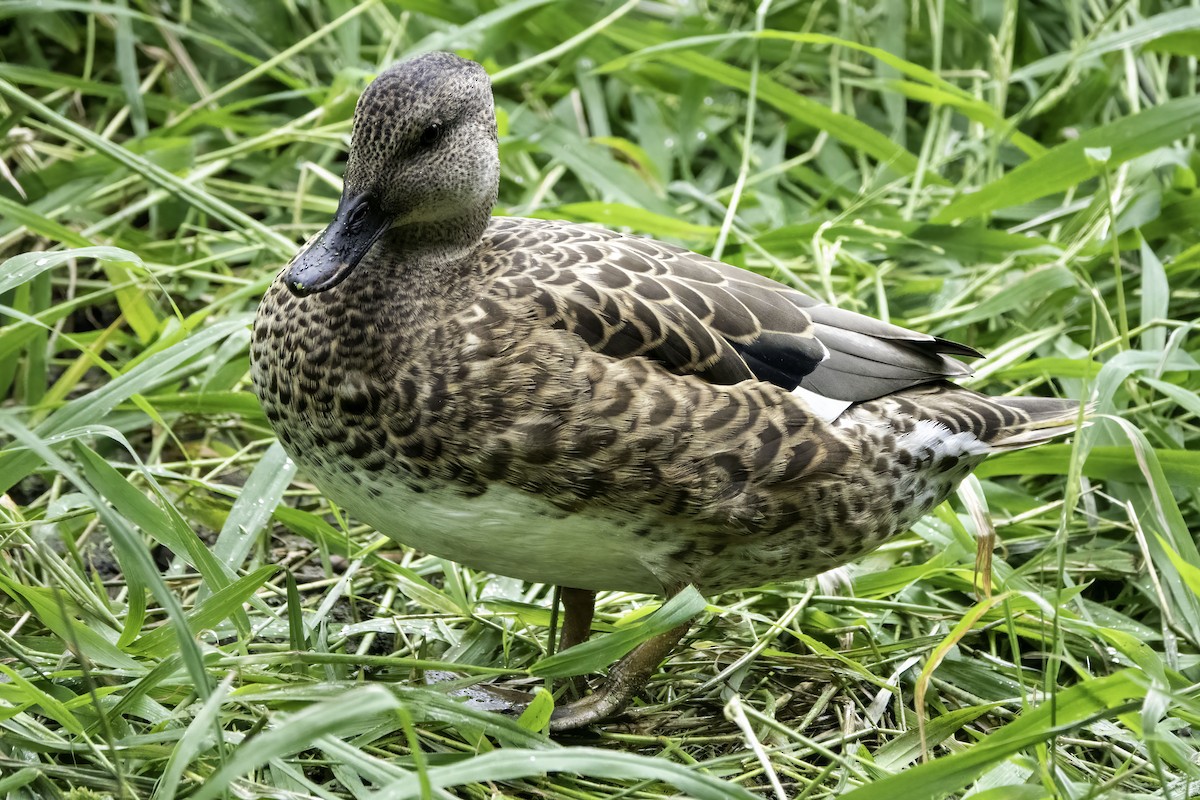 Бор нугас - ML487404131