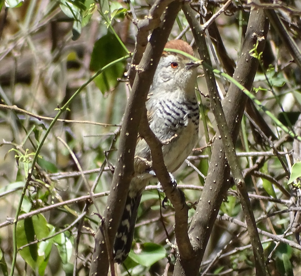 Rufous-capped Antshrike - ML487404371