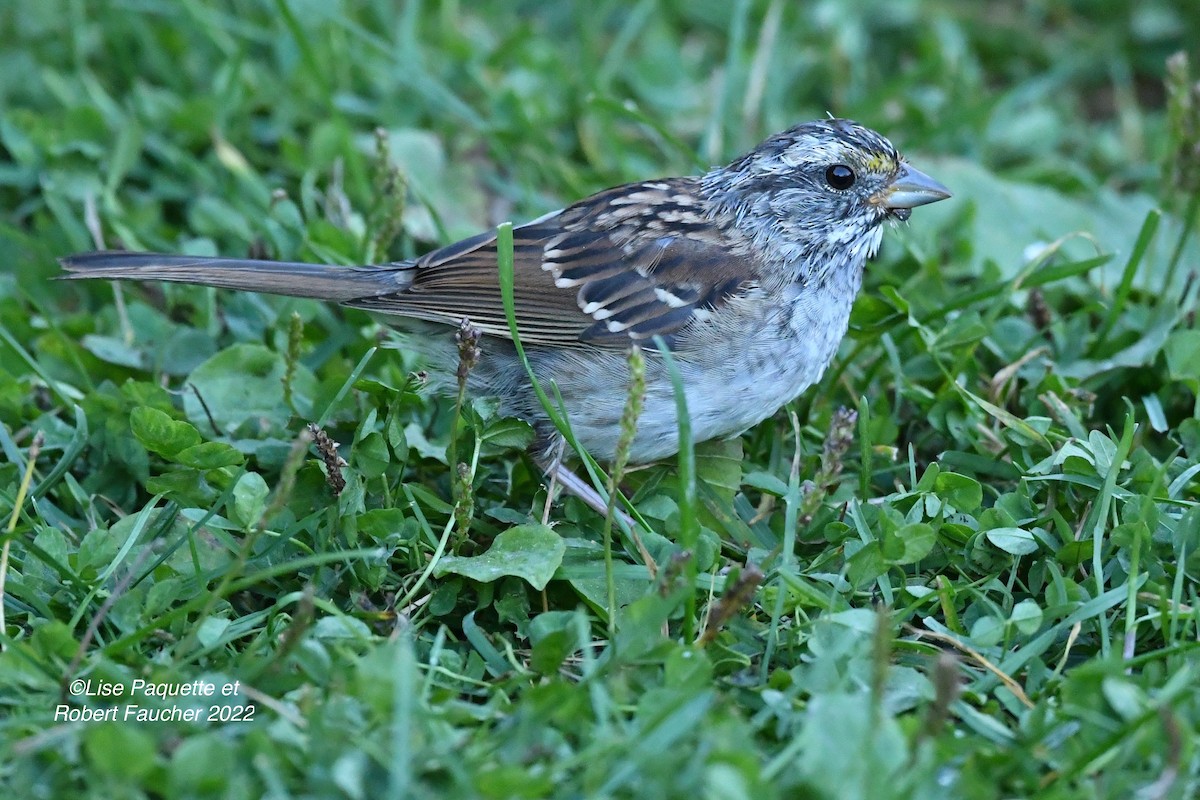 White-throated Sparrow - Lise Paquette  Robert Faucher