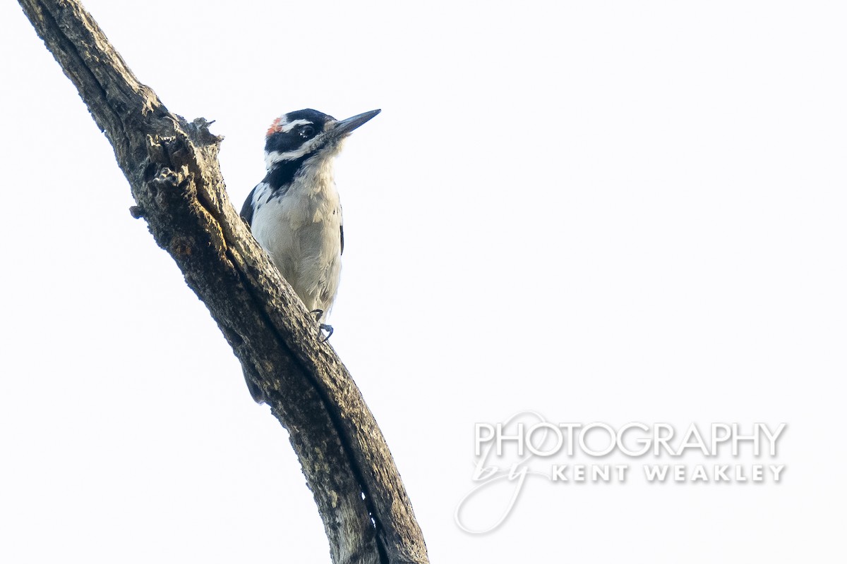 Hairy Woodpecker - ML487405071