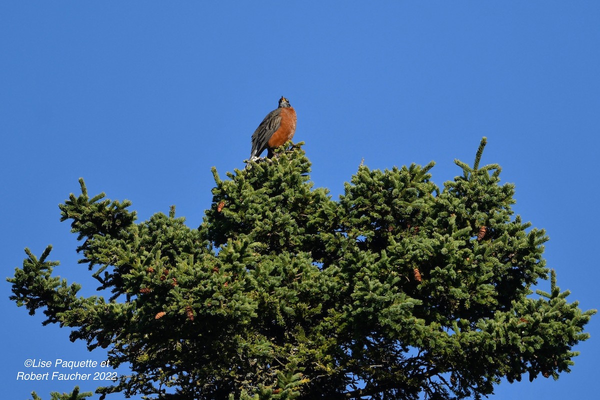 American Robin - Lise Paquette  Robert Faucher