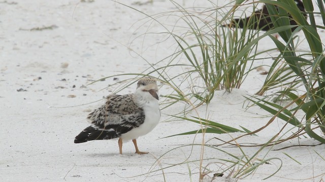 Black Skimmer (niger) - ML487406