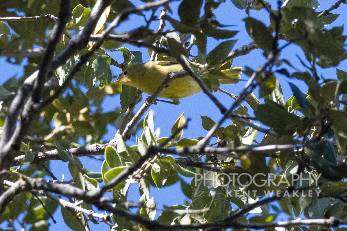 Yellow Warbler - Kent Weakley