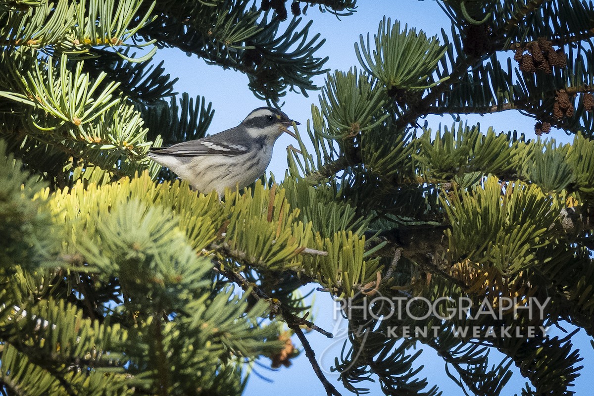 Black-throated Gray Warbler - ML487406311