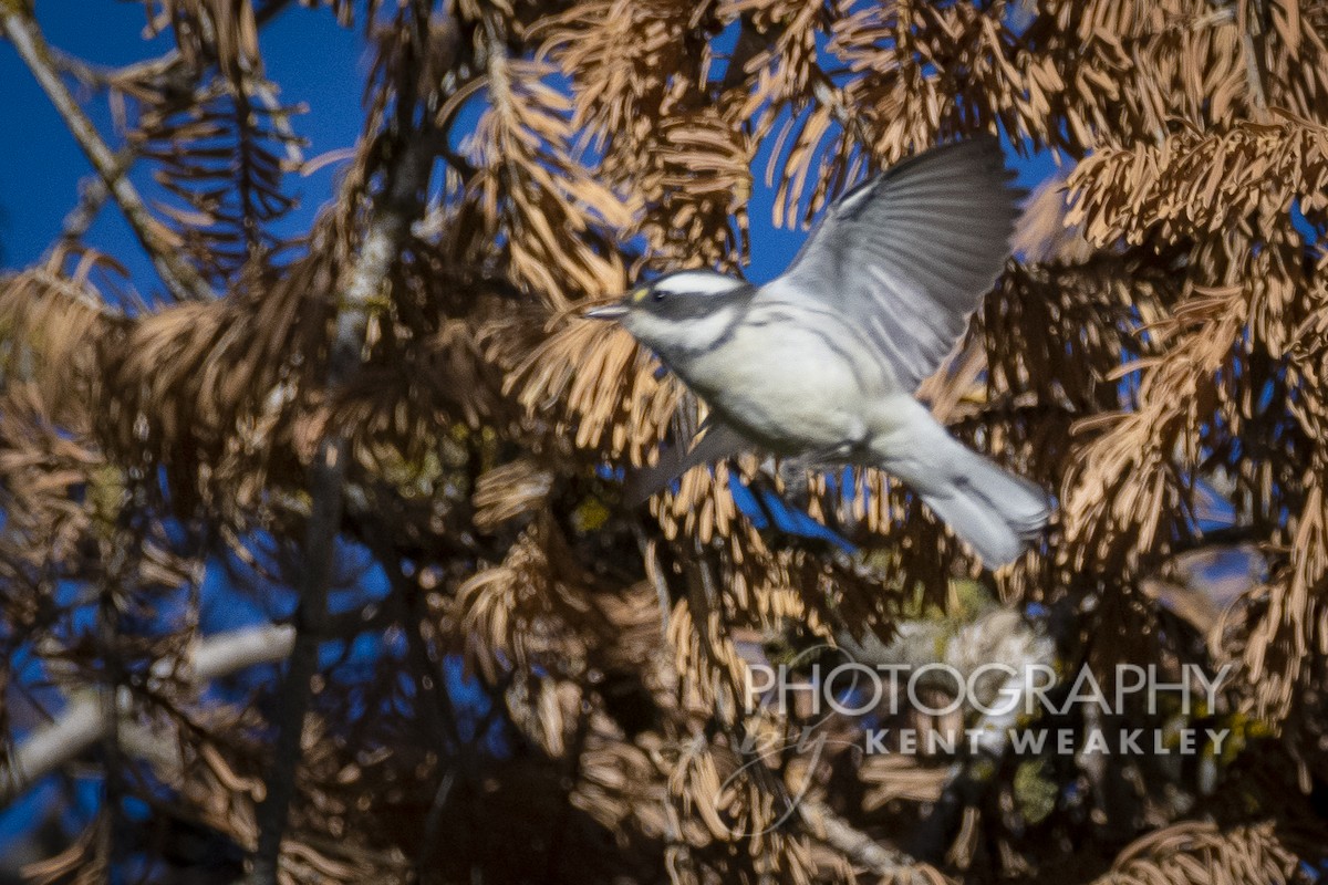 Black-throated Gray Warbler - Kent Weakley