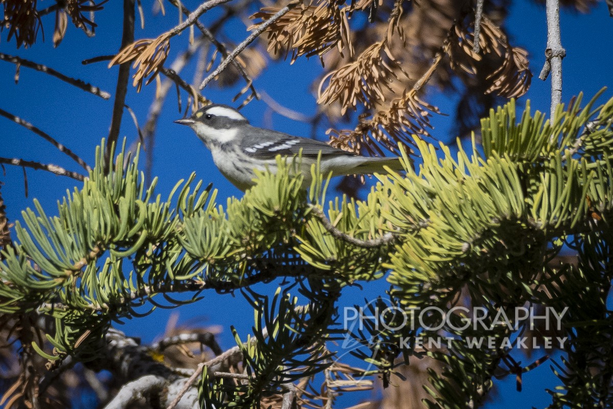 Black-throated Gray Warbler - Kent Weakley