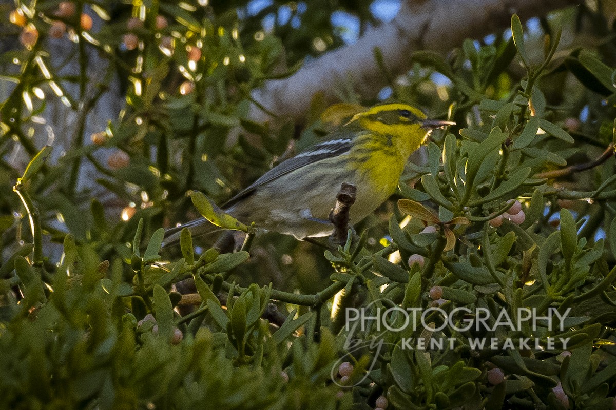 Townsend's Warbler - Kent Weakley