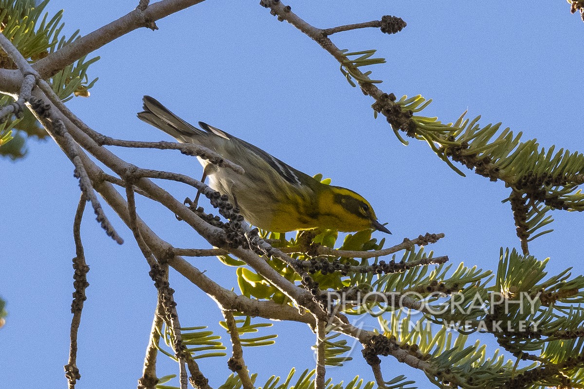 Townsend's Warbler - Kent Weakley