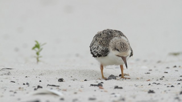 Black Skimmer (niger) - ML487407