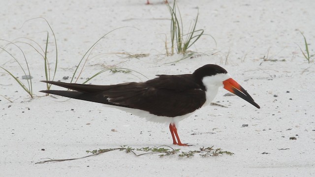 Black Skimmer (niger) - ML487408