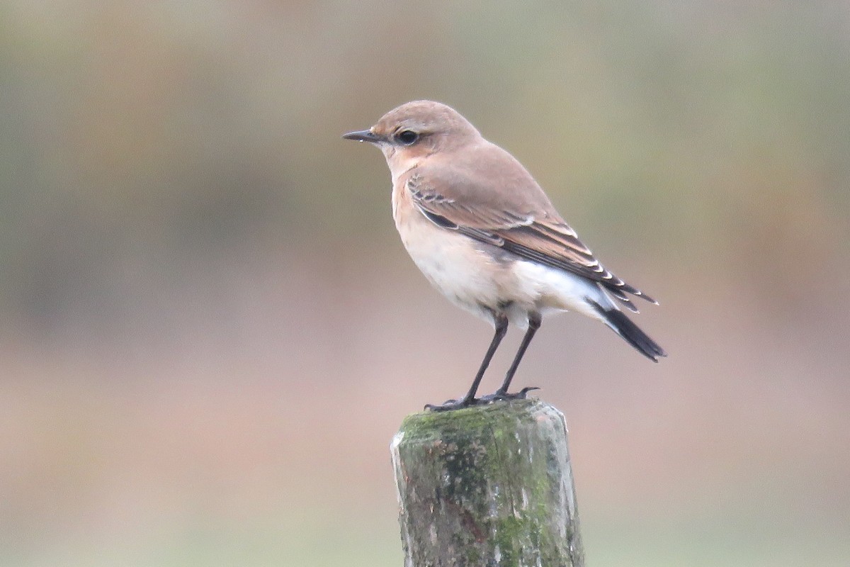 Northern Wheatear (Eurasian) - ML487408001