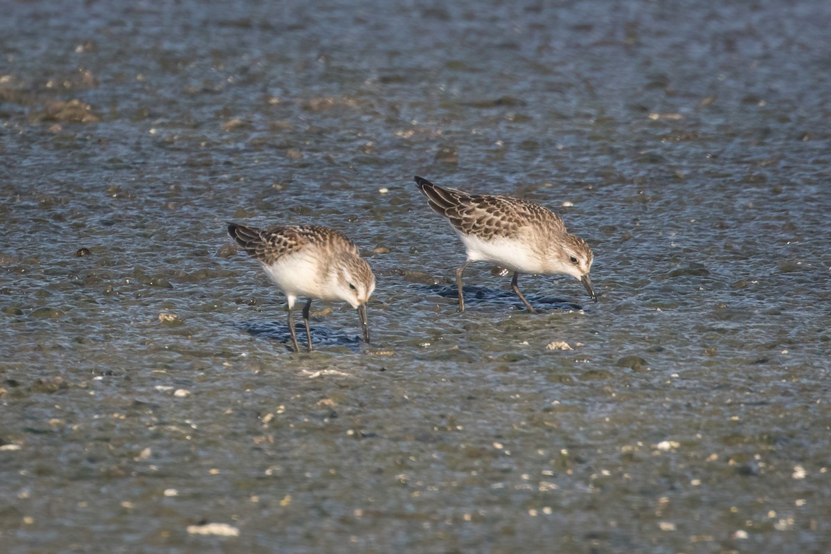 Semipalmated Sandpiper - ML487408751