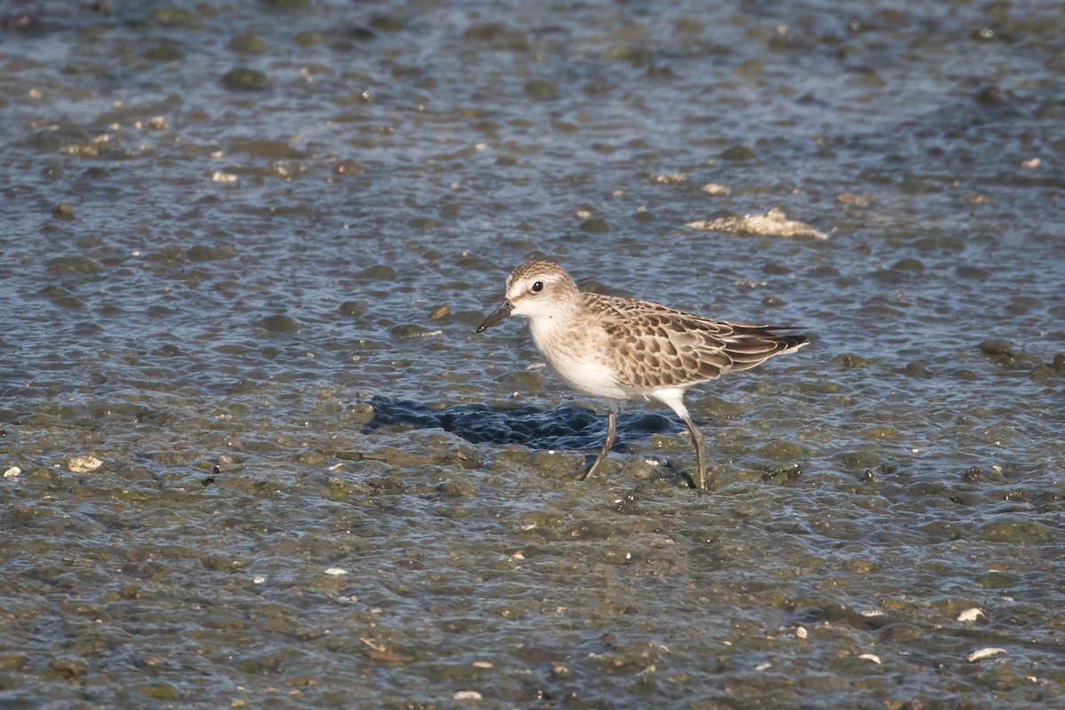 Semipalmated Sandpiper - ML487408761