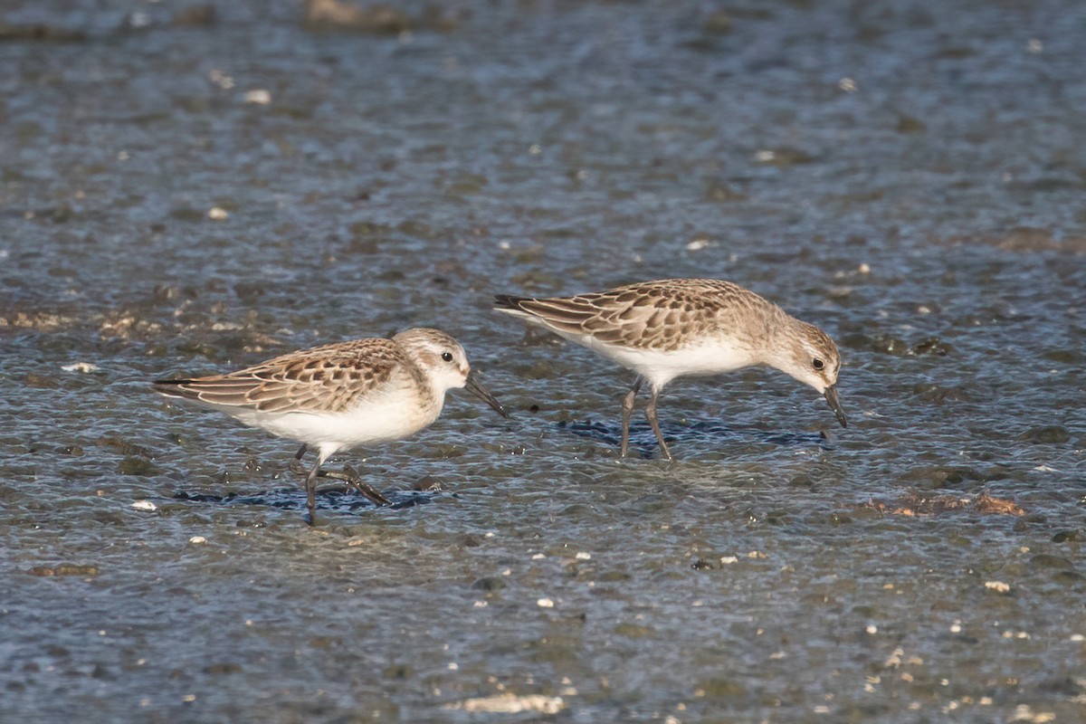 Semipalmated Sandpiper - ML487408771