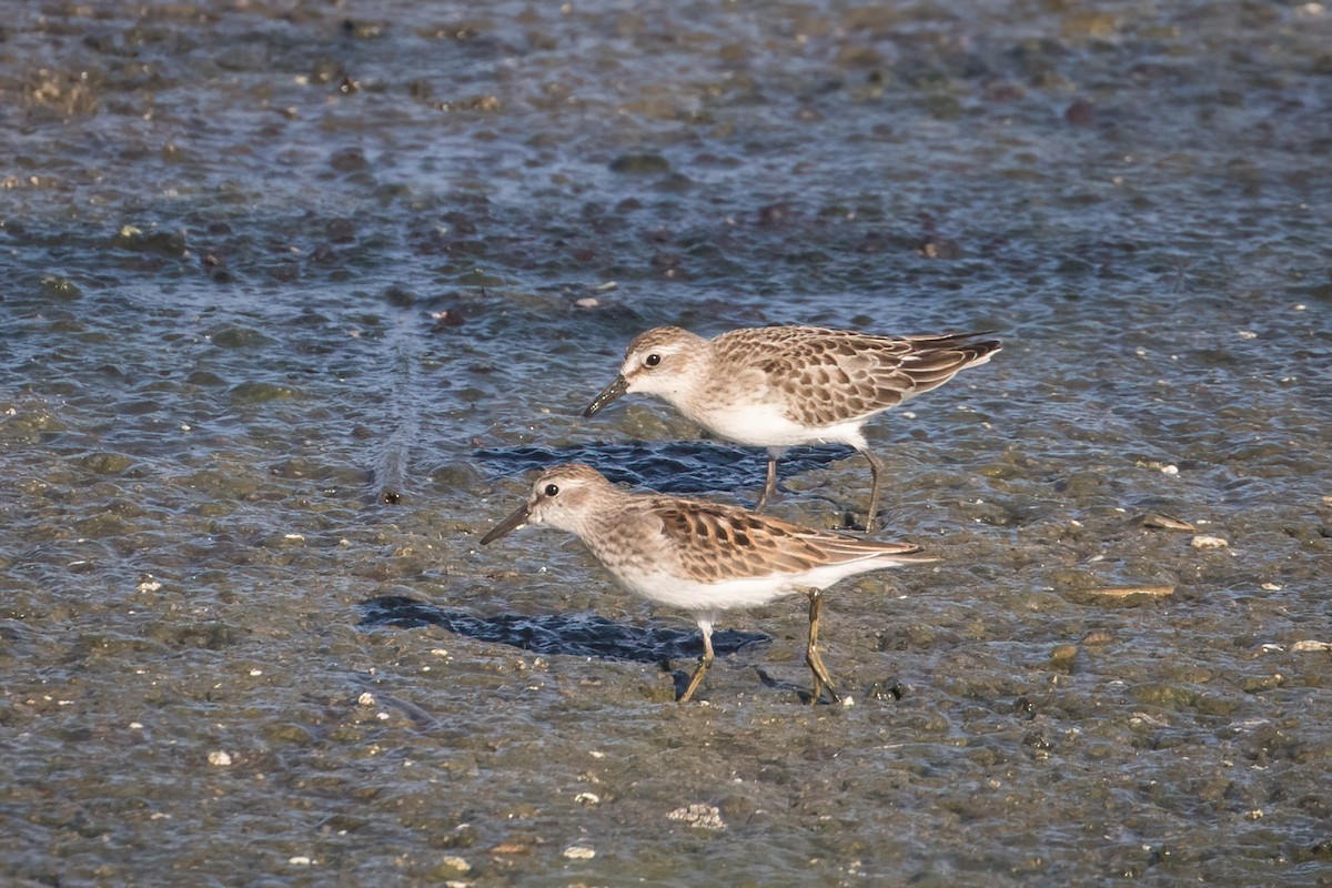 Semipalmated Sandpiper - ML487408781