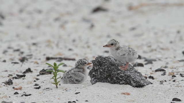 Least Tern - ML487409