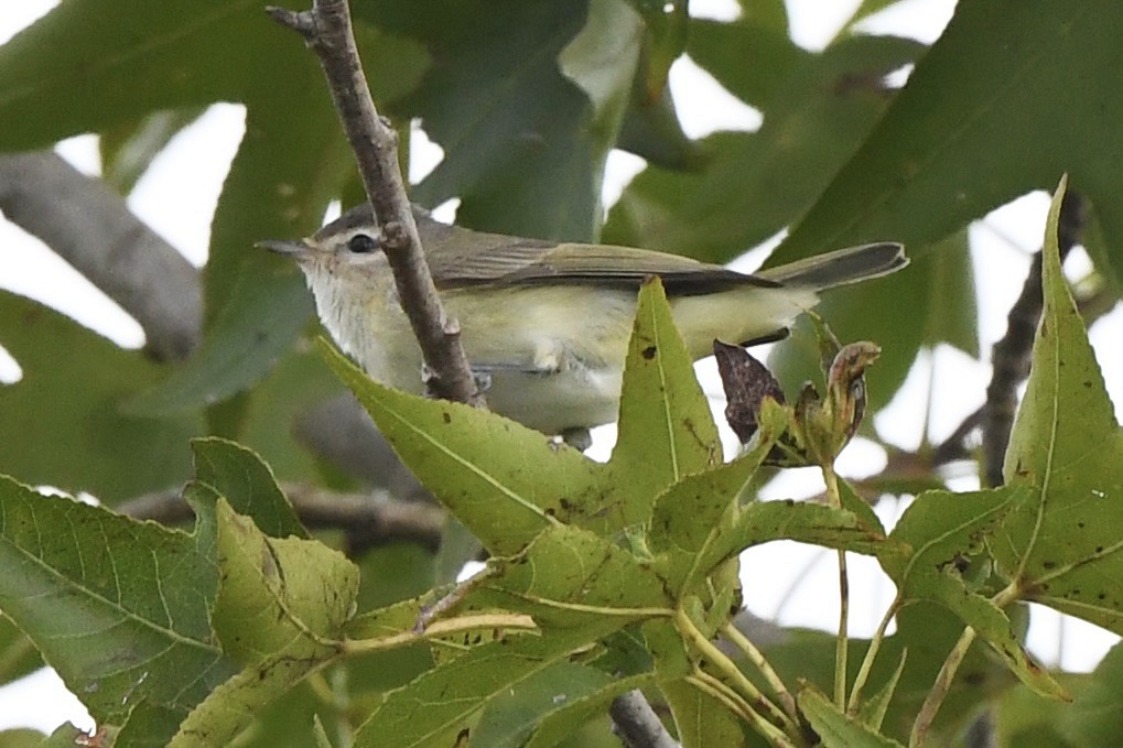 Warbling Vireo - ML487409081