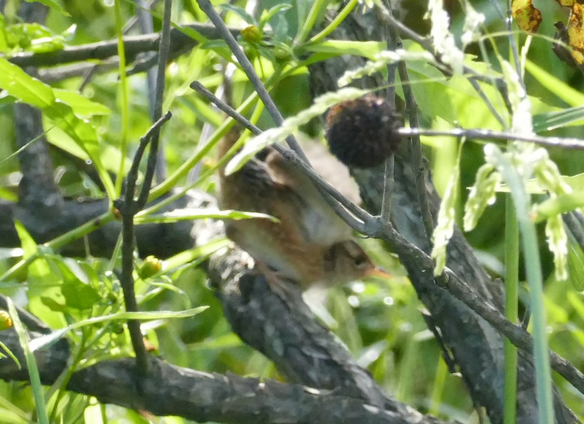 Sedge Wren - ML487409321