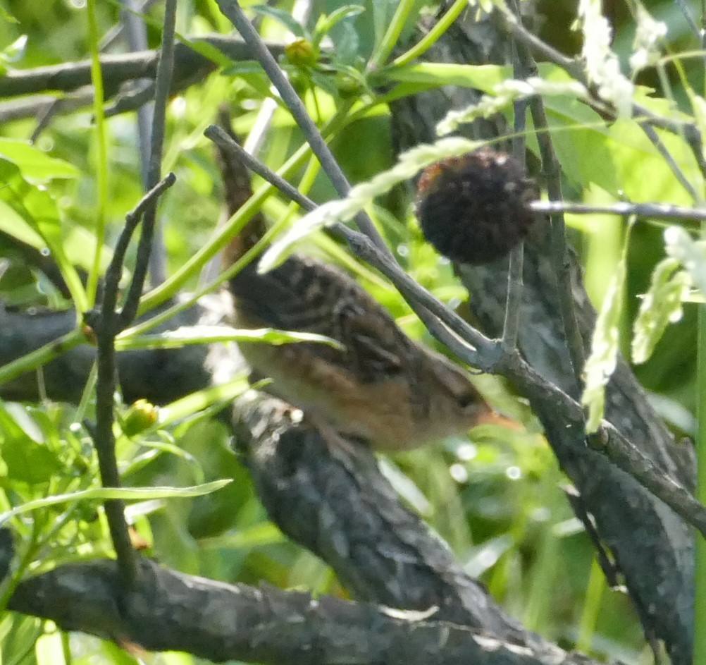 Sedge Wren - ML487409331