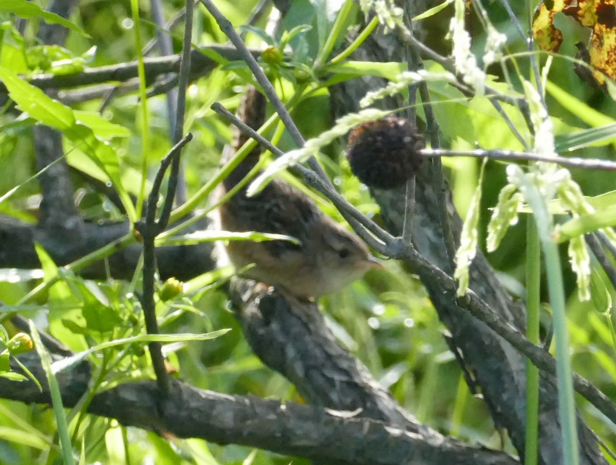Sedge Wren - ML487409341